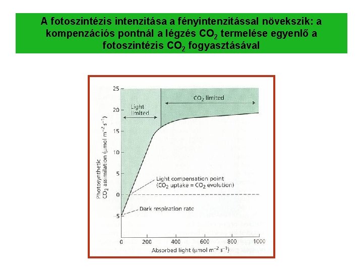 A fotoszintézis intenzitása a fényintenzitással növekszik: a kompenzációs pontnál a légzés CO 2 termelése