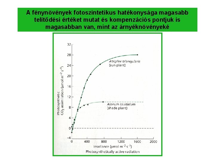 A fénynövények fotoszintetikus hatékonysága magasabb telítődési értéket mutat és kompenzációs pontjuk is magasabban van,