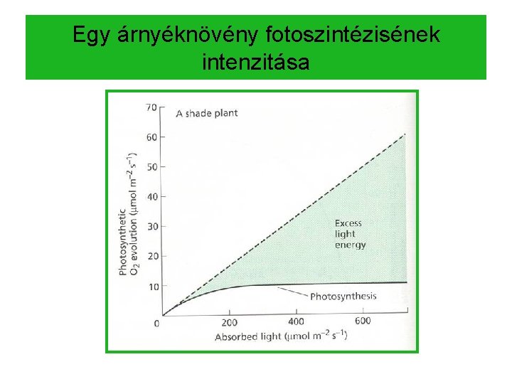 Egy árnyéknövény fotoszintézisének intenzitása 