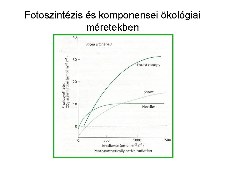 Fotoszintézis és komponensei ökológiai méretekben 