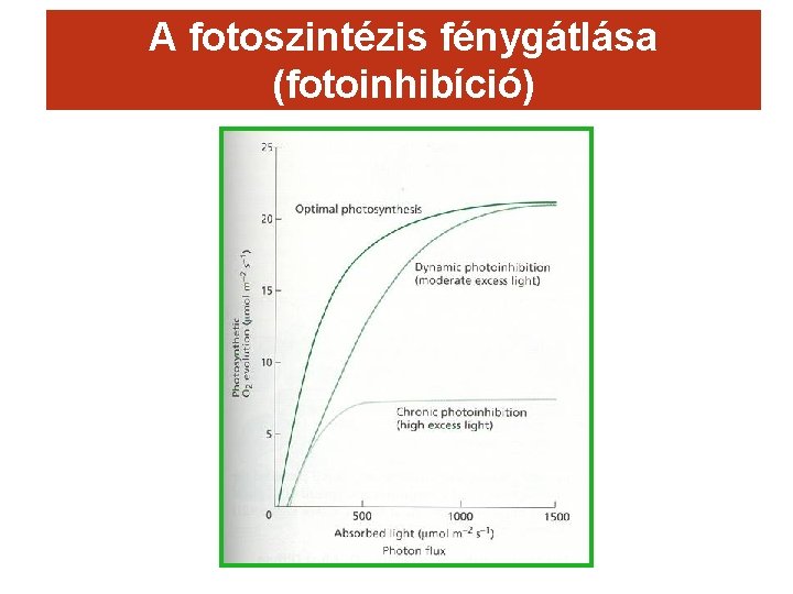 A fotoszintézis fénygátlása (fotoinhibíció) 