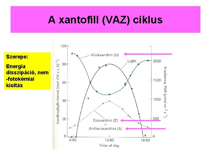 A xantofill (VAZ) ciklus Szerepe: Energia disszipáció, nem -fotokémiai kioltás 
