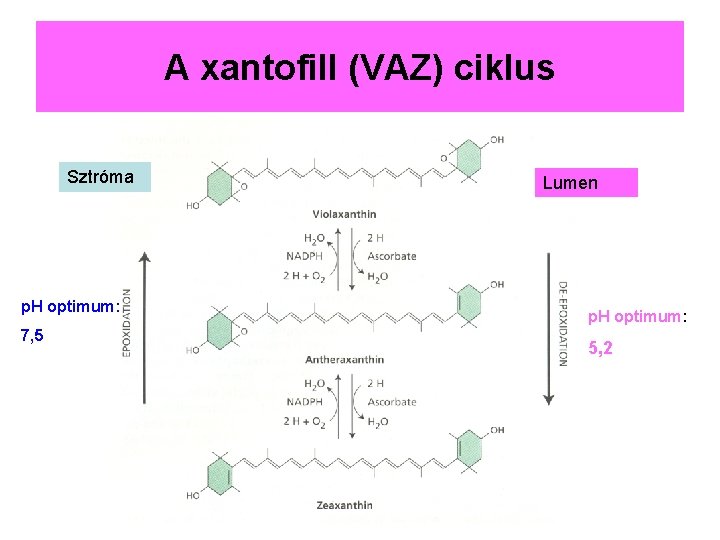 A xantofill (VAZ) ciklus Sztróma p. H optimum: 7, 5 Lumen p. H optimum: