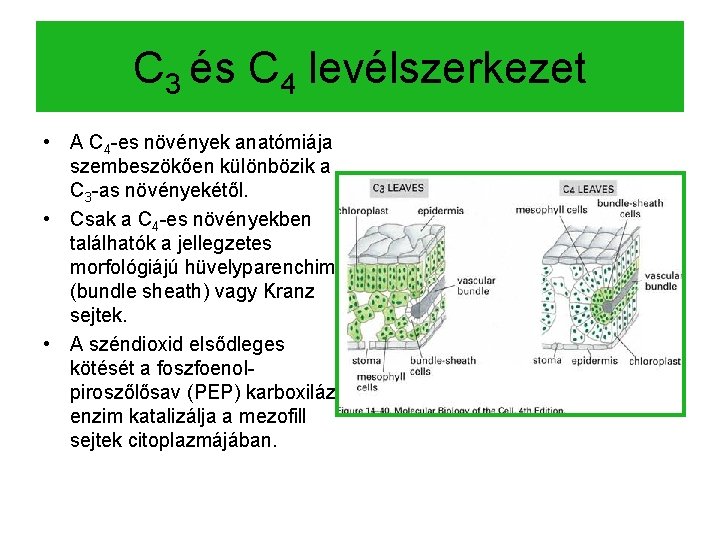 C 3 és C 4 levélszerkezet • A C 4 -es növények anatómiája szembeszökően