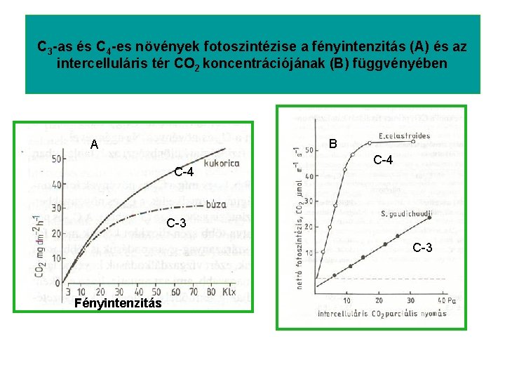 C 3 -as és C 4 -es növények fotoszintézise a fényintenzitás (A) és az
