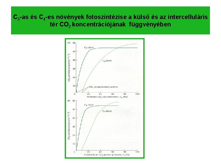 C 3 -as és C 4 -es növények fotoszintézise a külső és az intercelluláris