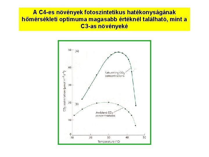 A C 4 -es növények fotoszintetikus hatékonyságának hőmérsékleti optimuma magasabb értéknél található, mint a