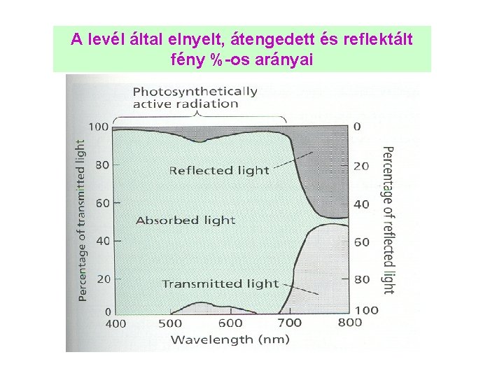 A levél által elnyelt, átengedett és reflektált fény %-os arányai 