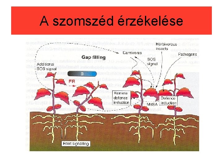 A szomszéd érzékelése 