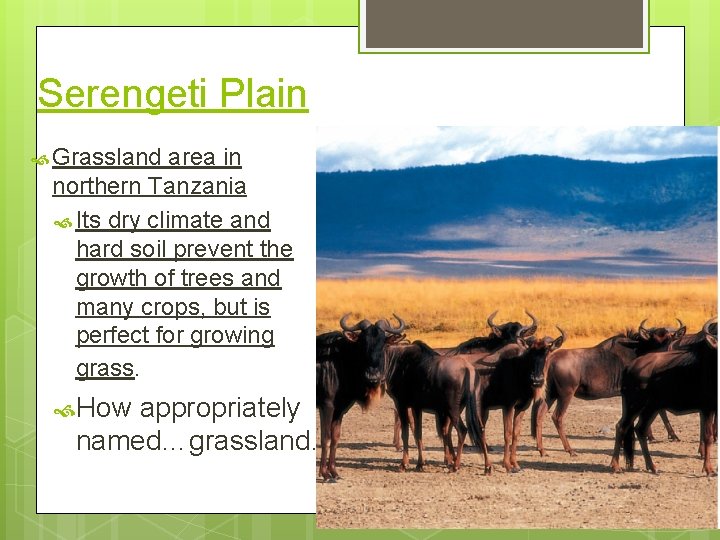 Serengeti Plain Grassland area in northern Tanzania Its dry climate and hard soil prevent