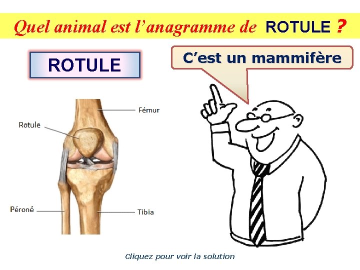 Quel animal est l’anagramme de ROTULE ? ROTULE C’est un mammifère Cliquez pour voir