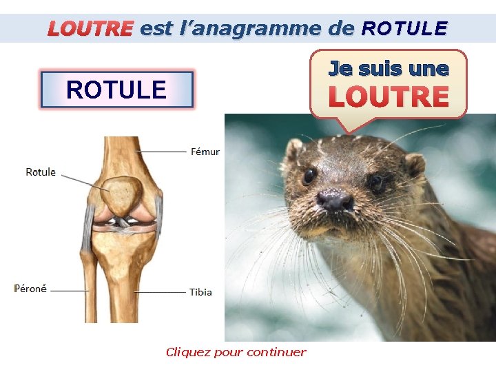 LOUTRE est l’anagramme de ROTULE Cliquez pour continuer Je suis une LOUTRE 