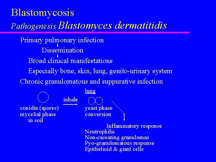 Blastomycosis Pathogenesis Blastomyces dermatitidis Primary pulmonary infection Dissemination Broad clinical manifestations Especially bone, skin,