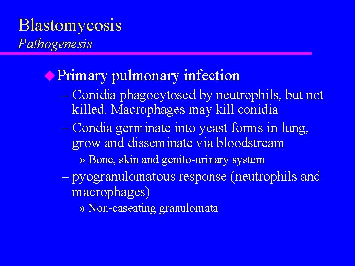 Blastomycosis Pathogenesis u Primary pulmonary infection – Conidia phagocytosed by neutrophils, but not killed.