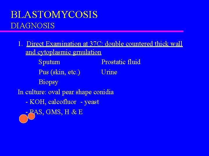 BLASTOMYCOSIS DIAGNOSIS 1. Direct Examination at 37 C: double countered thick wall and cytoplasmic