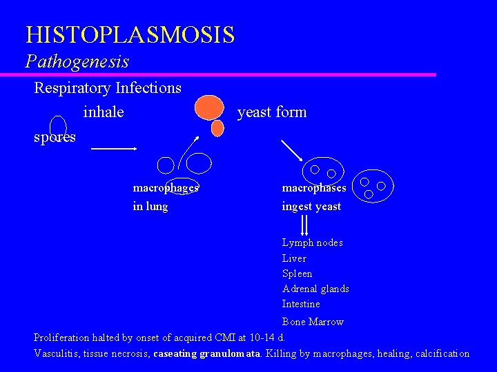 HISTOPLASMOSIS Pathogenesis Respiratory Infections inhale spores macrophages in lung yeast form macrophases ingest yeast