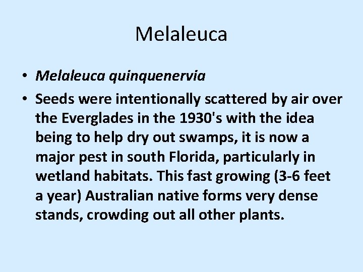 Melaleuca • Melaleuca quinquenervia • Seeds were intentionally scattered by air over the Everglades