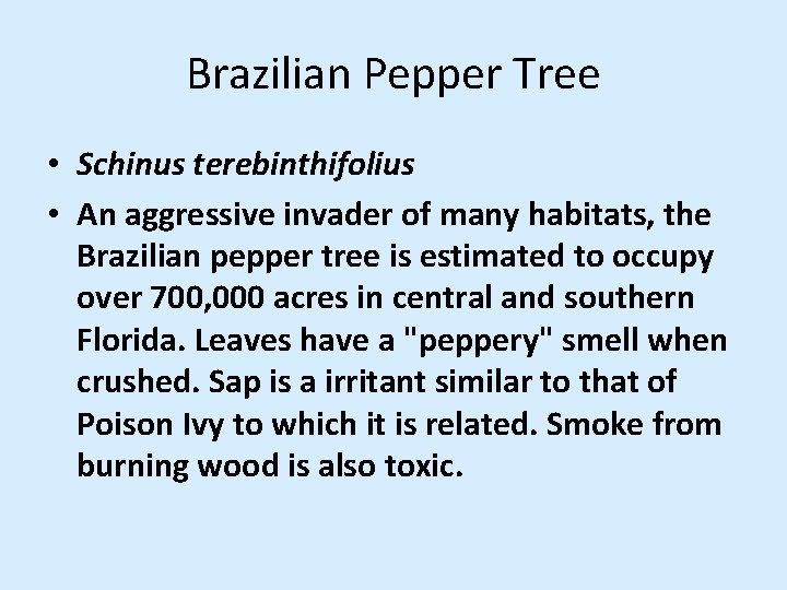 Brazilian Pepper Tree • Schinus terebinthifolius • An aggressive invader of many habitats, the Brazilian Pepper Tree • Schinus terebinthifolius • An aggressive invader of many habitats, the