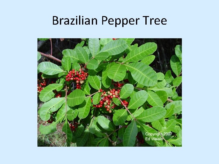 Brazilian Pepper Tree 