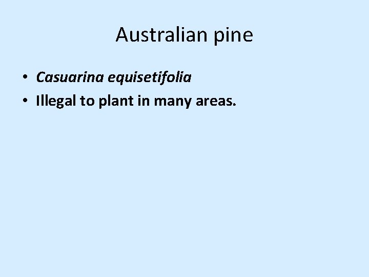 Australian pine • Casuarina equisetifolia • Illegal to plant in many areas. Australian pine • Casuarina equisetifolia • Illegal to plant in many areas.