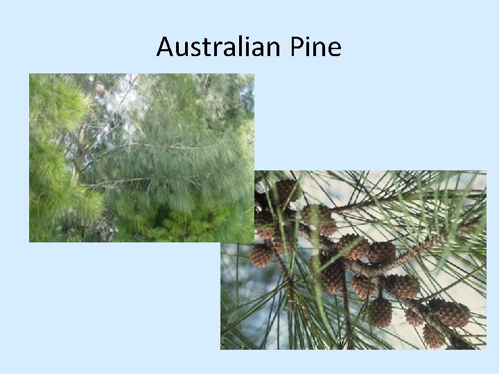 Australian Pine 