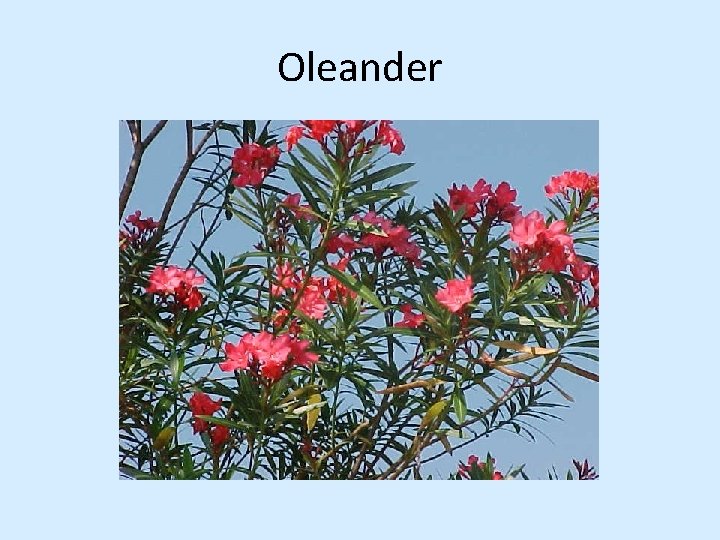 Oleander 