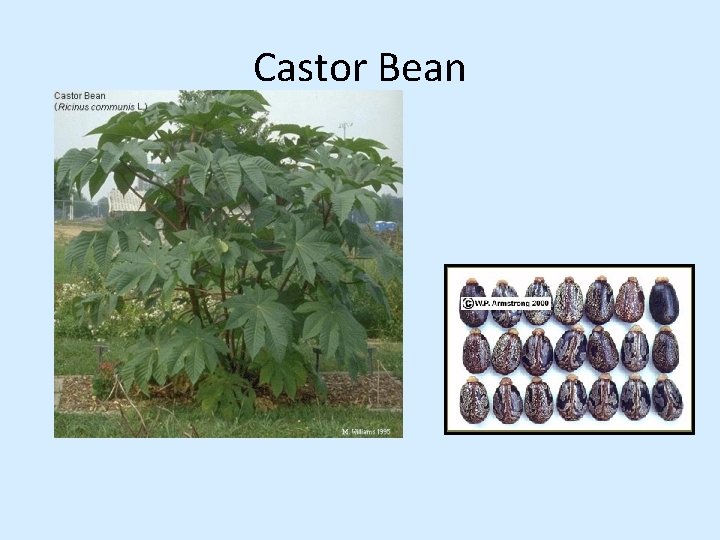 Castor Bean 