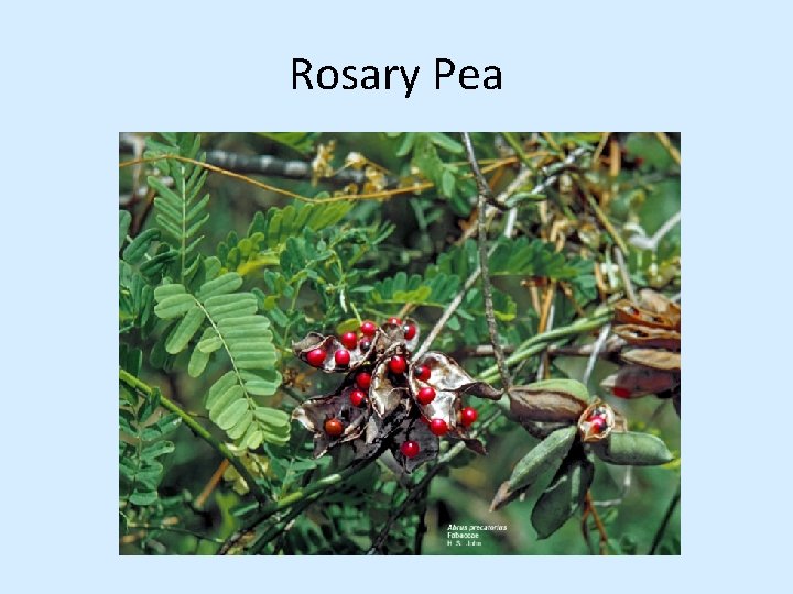 Rosary Pea 