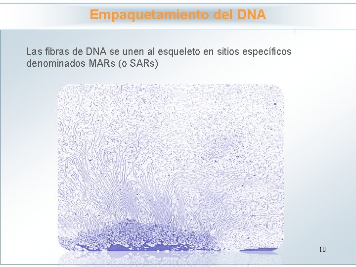 Empaquetamiento del DNA Haga clic para modificar el estilo Las fibras de DNA se