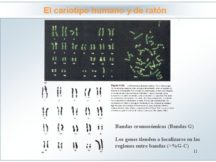 El cariotipo humano y de ratón Haga clic para modificar el estilo de título