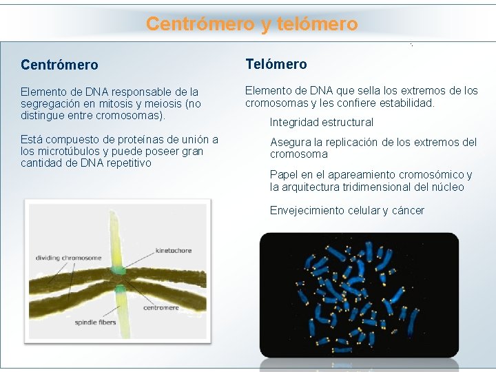 Centrómero y telómero Haga clic para modificar el estilo Telómero Centrómero de título del