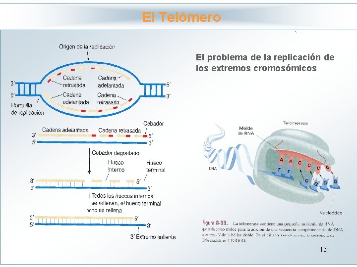 El Telómero Haga clic para modificar el estilo problema de la replicación de de
