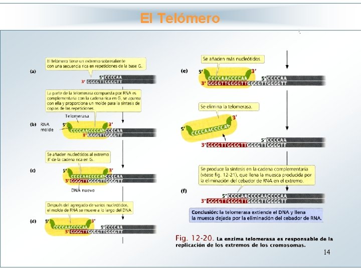 El Telómero Haga clic para modificar el estilo de título del patrón • Haga