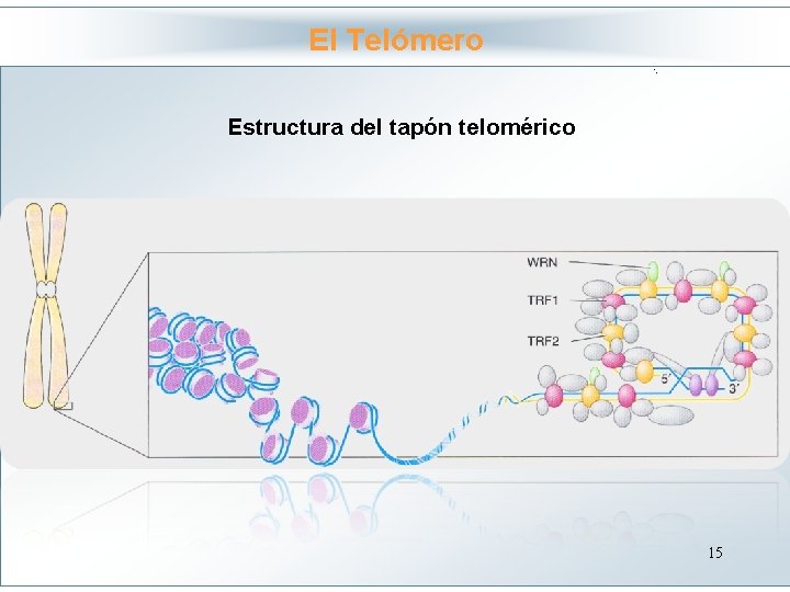 El Telómero Haga clic para modificar el estilo Estructura del tapón telomérico de título