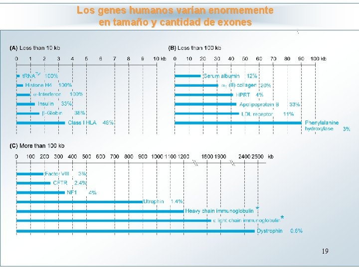 Los genes humanos varían enormemente en tamaño y cantidad de exones Haga clic para
