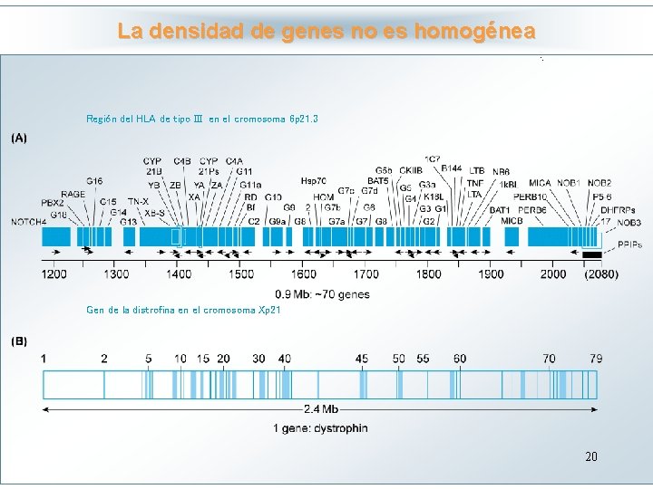 La densidad de genes no es homogénea Haga clic para modificar el estilo de