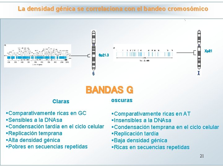La densidad génica se correlaciona con el bandeo cromosómico Haga clic para modificar el