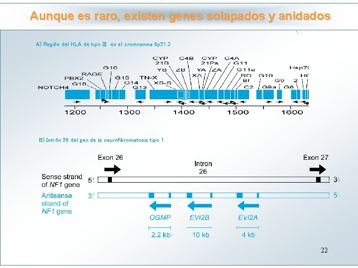 Aunque es raro, existen genes solapados y anidados Haga clic para modificar el estilo