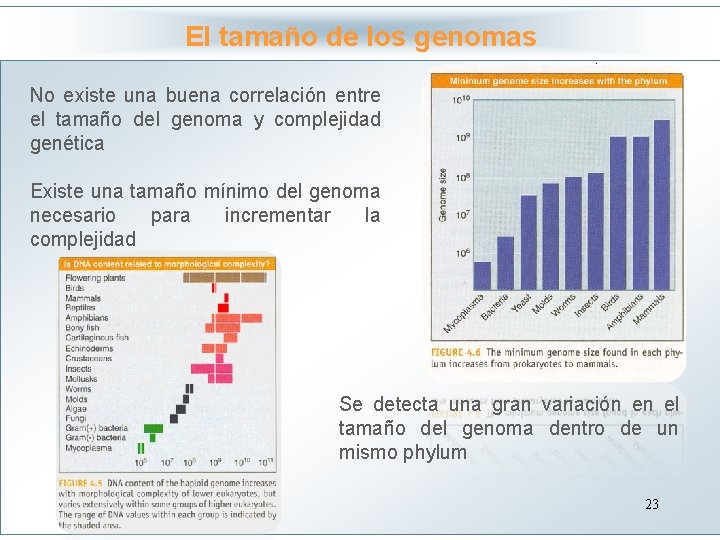 El tamaño de los genomas Haga clic para modificar el estilo No existe una