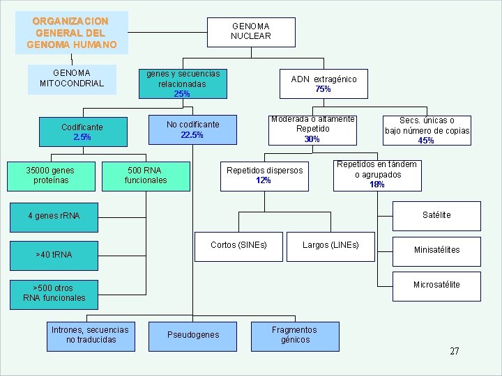 ORGANIZACION GENERAL DEL GENOMA HUMANO GENOMA NUCLEAR Haga clic para modificar el estilo de
