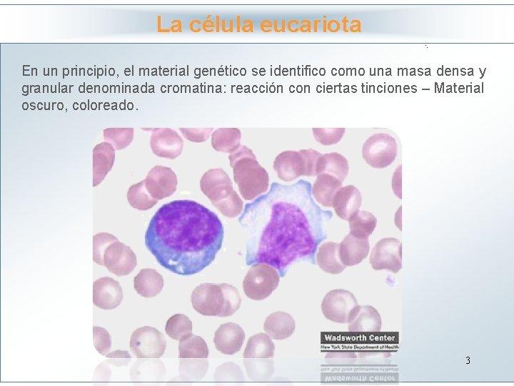 La célula eucariota Haga clic para modificar el estilo En un principio, el material