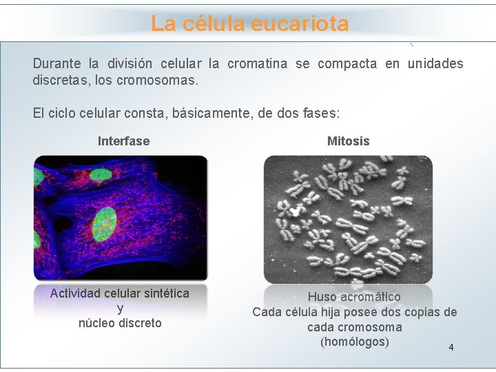La célula eucariota Haga clic para modificar el estilo Durante la división celular la