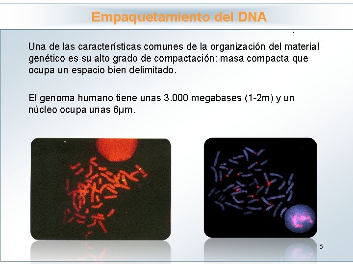 Empaquetamiento del DNA Haga clic para modificar el estilo Una de las características comunes