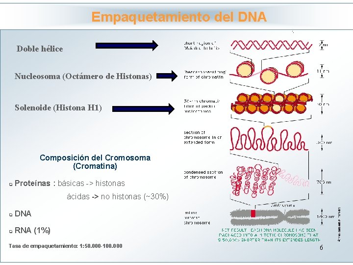 Empaquetamiento del DNA Haga clic para modificar el estilo Doble hélice de título del