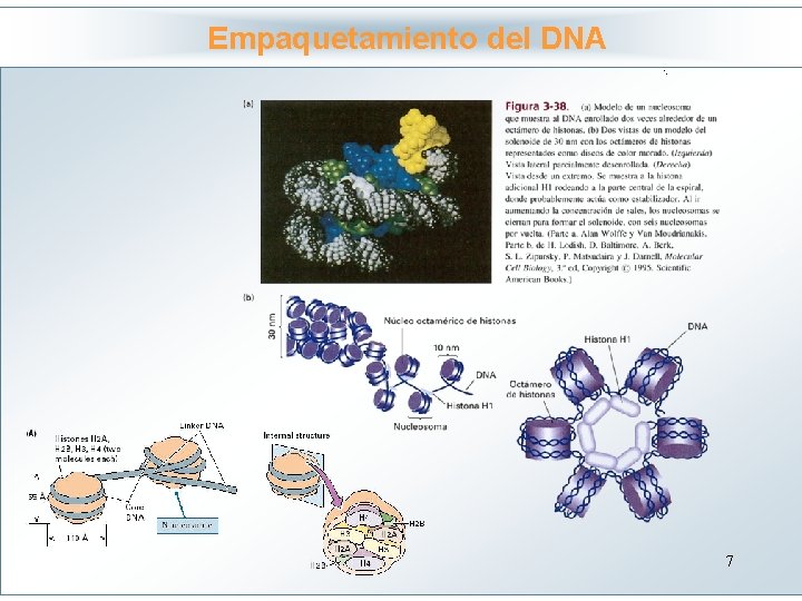 Empaquetamiento del DNA Haga clic para modificar el estilo de título del patrón •