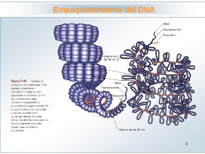 Empaquetamiento del DNA Haga clic para modificar el estilo de título del patrón •