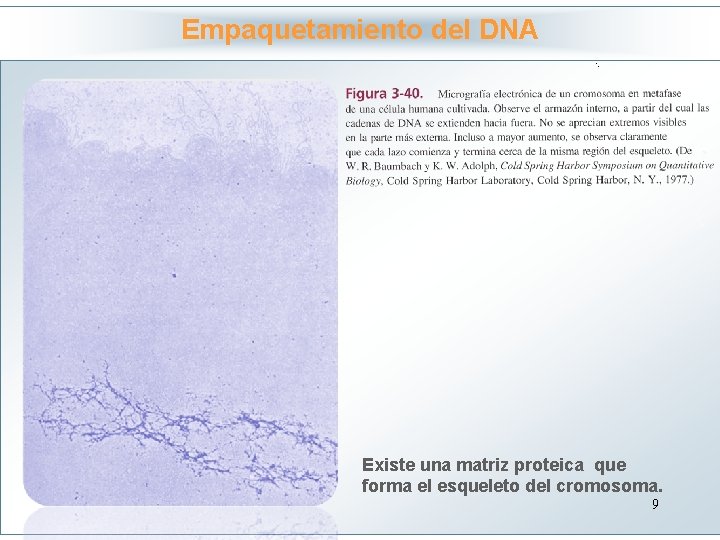 Empaquetamiento del DNA Haga clic para modificar el estilo de título del patrón •