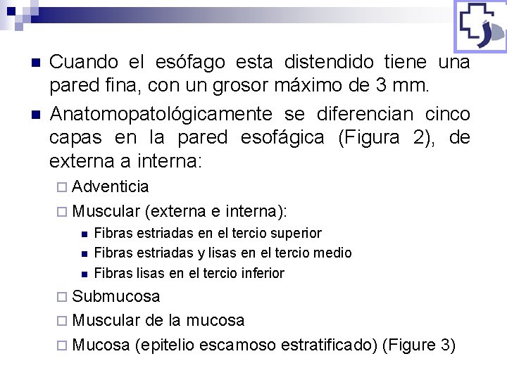 n n Cuando el esófago esta distendido tiene una pared fina, con un grosor