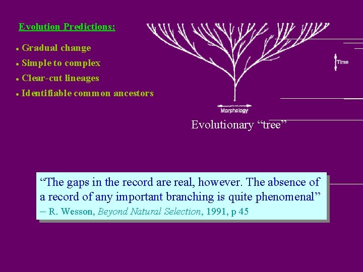 Evolution Predictions: l Gradual change l Simple to complex Clear-cut lineages l Identifiable common