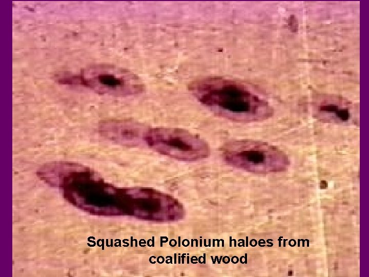 Squashed Polonium haloes from coalified wood 